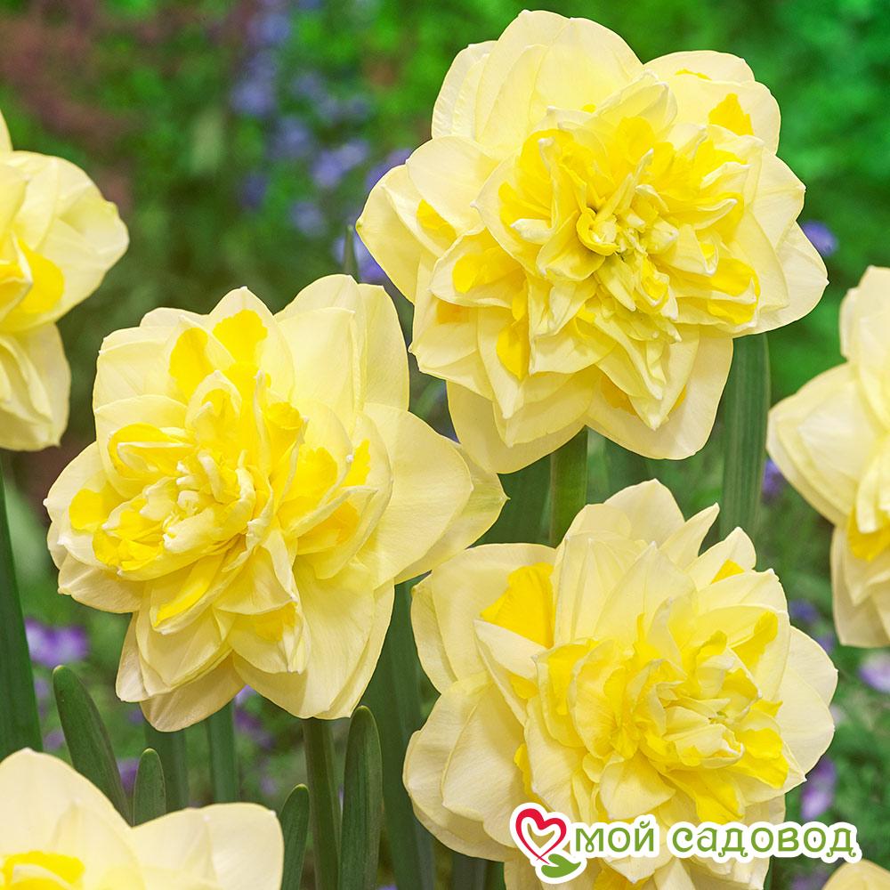 Нарцисс махровый Свит Помпонетт