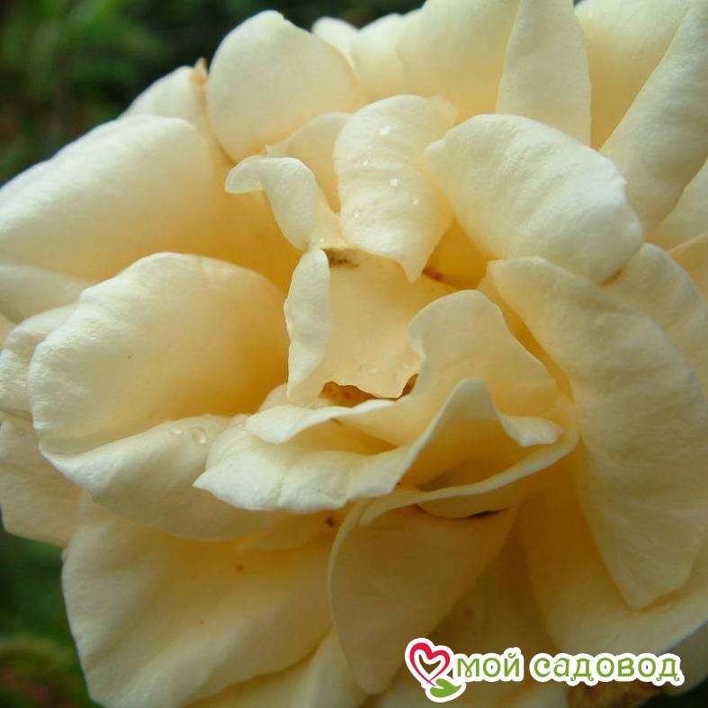 Роза Эмили Грей