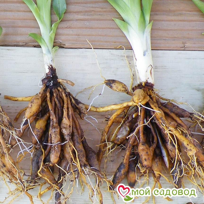 Лилейник Шафран харт