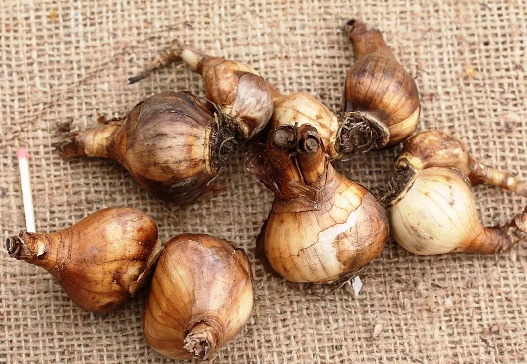 Нарцисс Фанталь